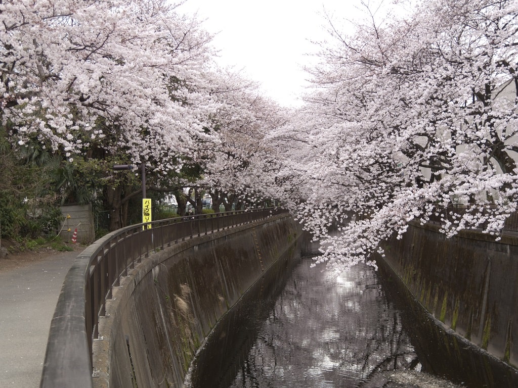 仙川はおしゃれな暮らしがしたい方に最適な住みやすい街