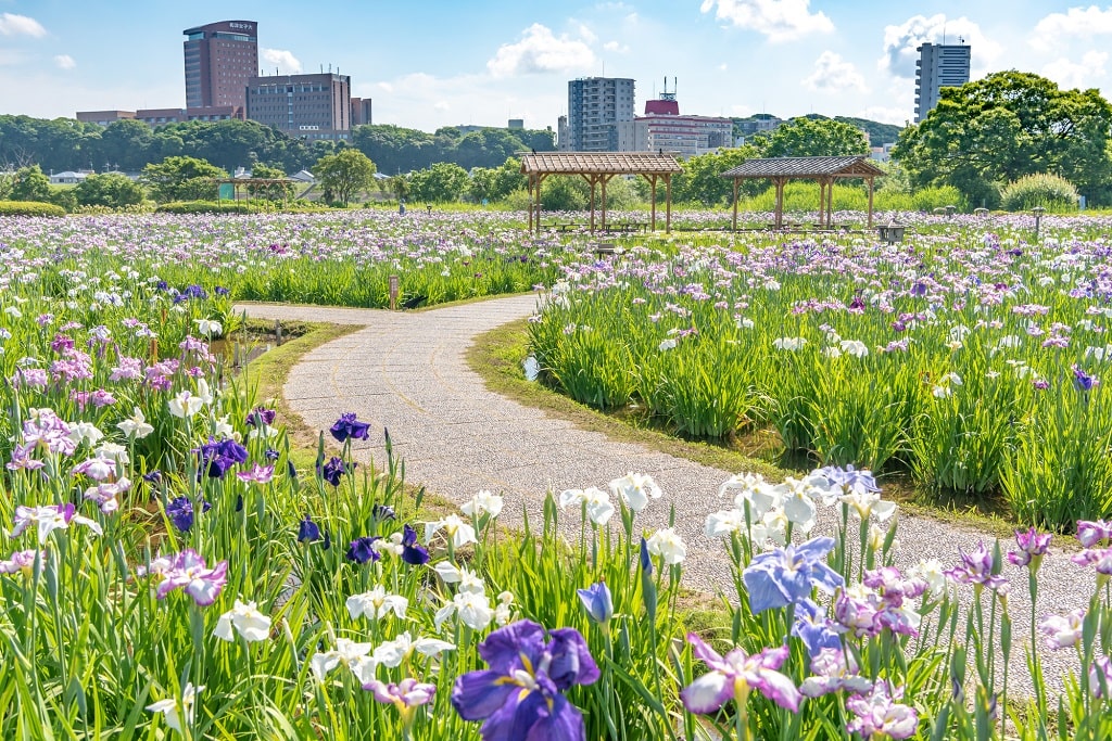 小岩圧倒的な地元感が魅力の住みやすい街